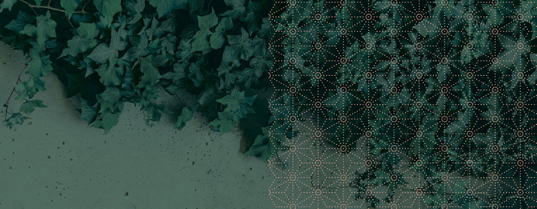 image of ivy over green background and a pattern overlay